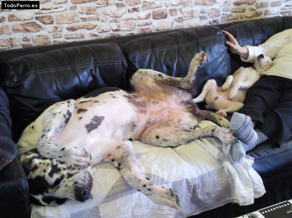 La foto del perro