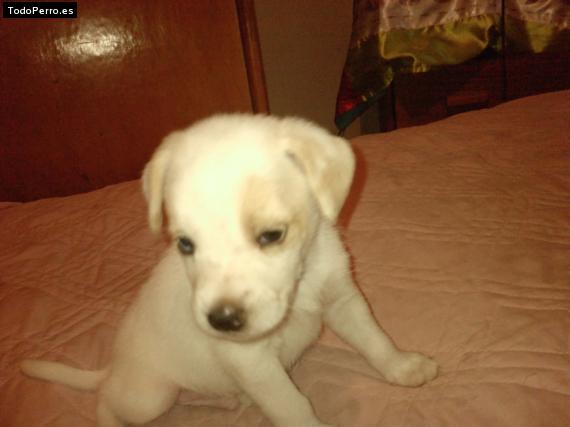 Foto del perro Rodolfo