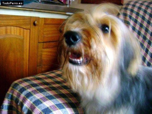 La foto del perro Dudu Foto del perro Dudu