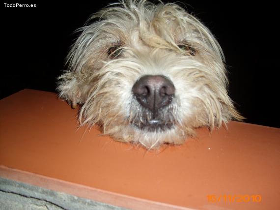 La foto del perro