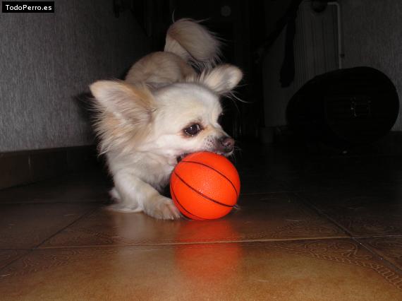 Foto del perro Rudy