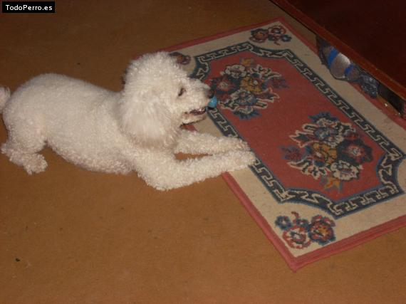 La foto del perro