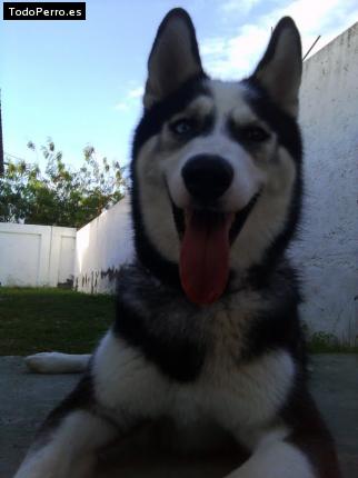 La foto del perro