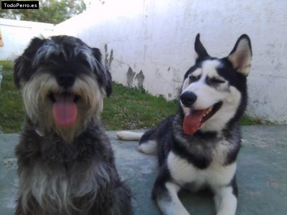 La foto del perro