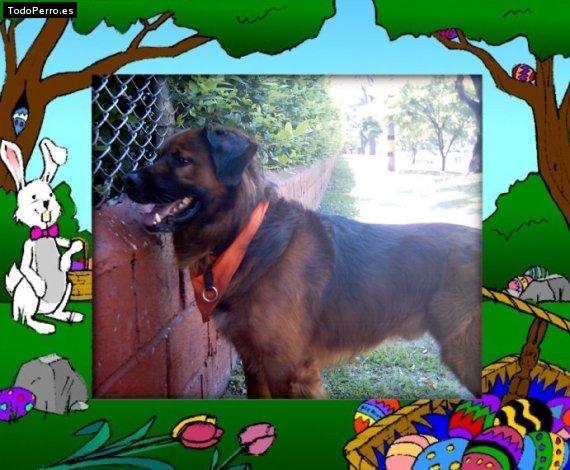 Foto del perro Bruno