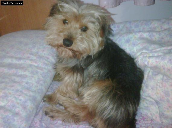 La foto del perro