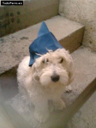 Foto del perro Regalo