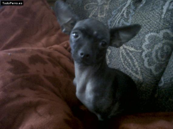 Foto del perro Renata