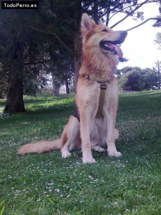 Foto del perro Rambo