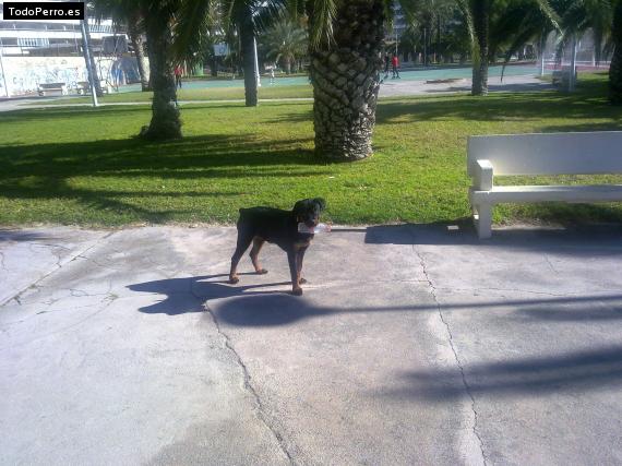 La foto del perro