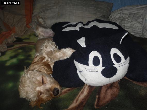 La foto del perro