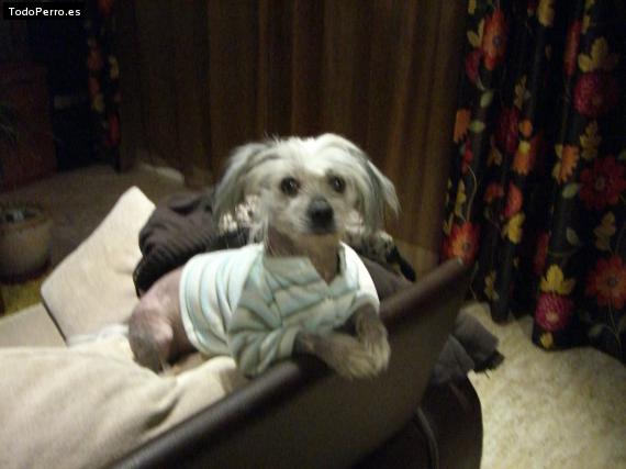 La foto del perro