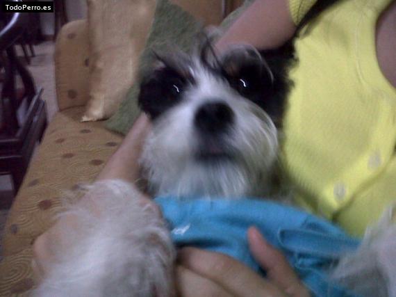 La foto del perro