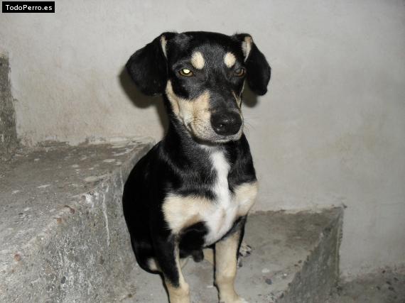 Foto del perro Rayo