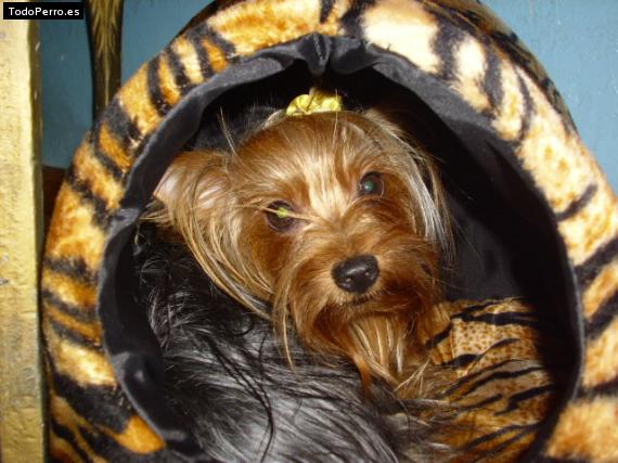 La foto del perro