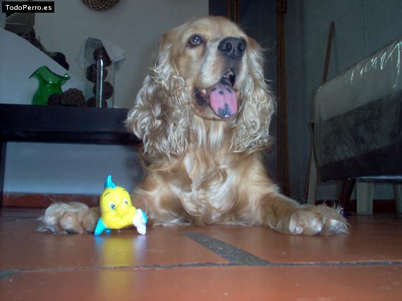 La foto del perro