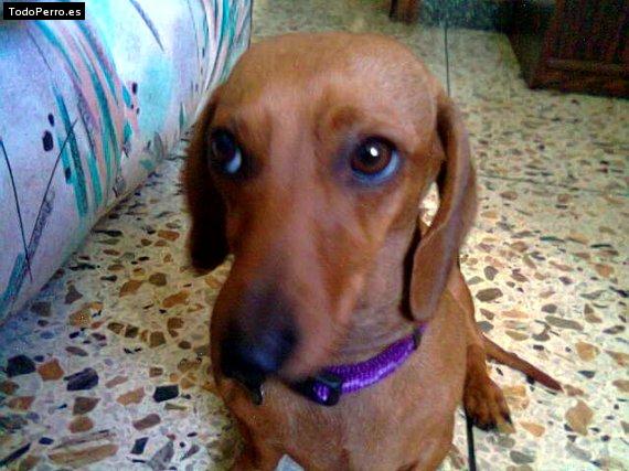 Foto del perro Bellota