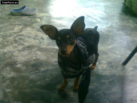 La foto del perro