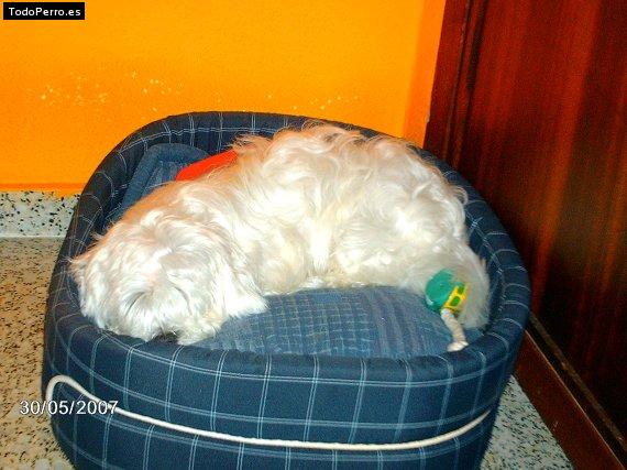 Foto del perro Rocco