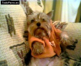 Foto del perro Ronny