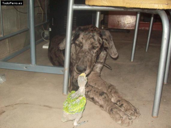 La foto del perro