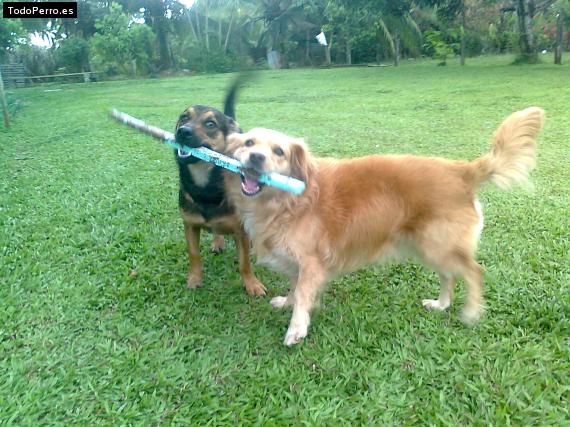 La foto del perro