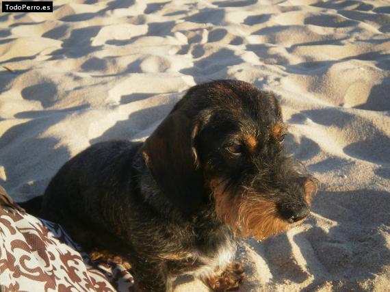La foto del perro
