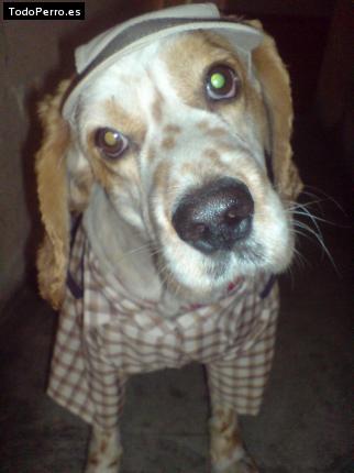 La foto del perro