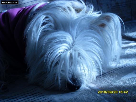 La foto del perro