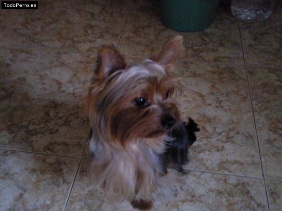 La foto del perro