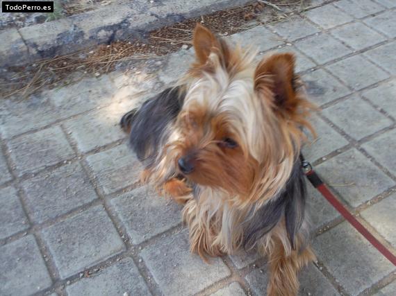 La foto del perro