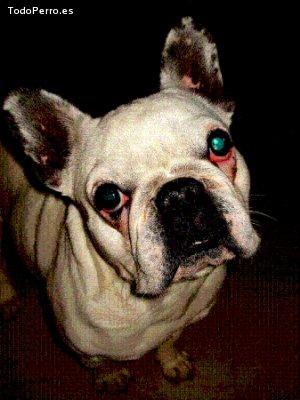 La foto del perro Gandalf Foto del perro Gandalf