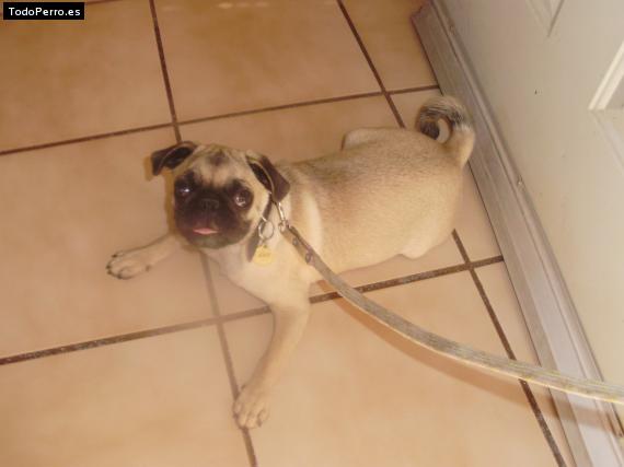 La foto del perro