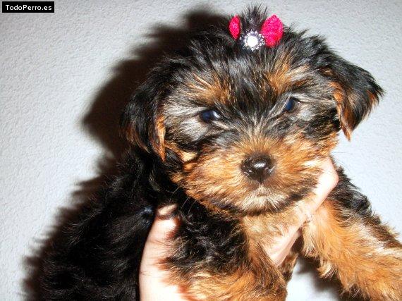 La foto del perro Gina Foto del perro Gina