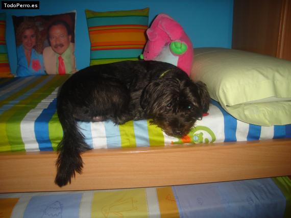 Foto del perro Roby