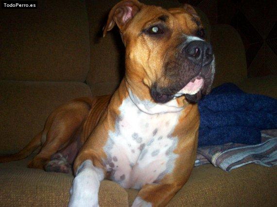 La foto del perro Duna Foto del perro Duna