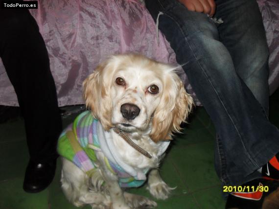 Foto del perro Kyra