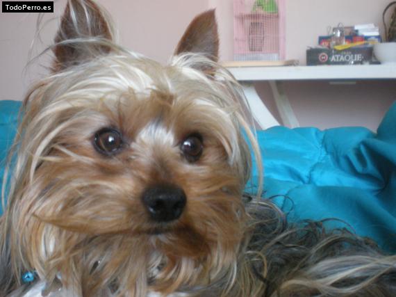 La foto del perro