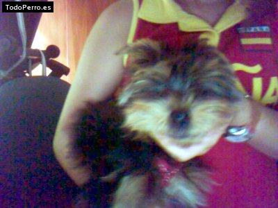 La foto del perro Kenay Foto del perro Kenay