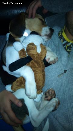 La foto del perro