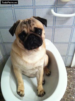 La foto del perro