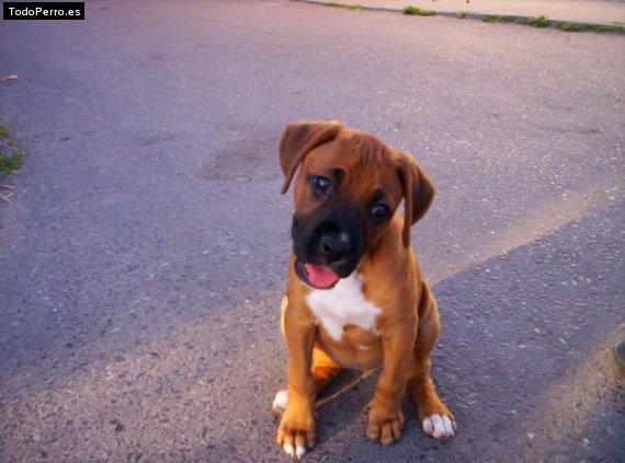 Foto del perro Sascha