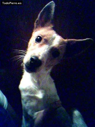 Foto del perro Camilo