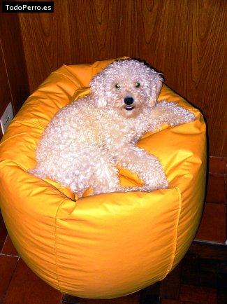 Foto del perro Igor