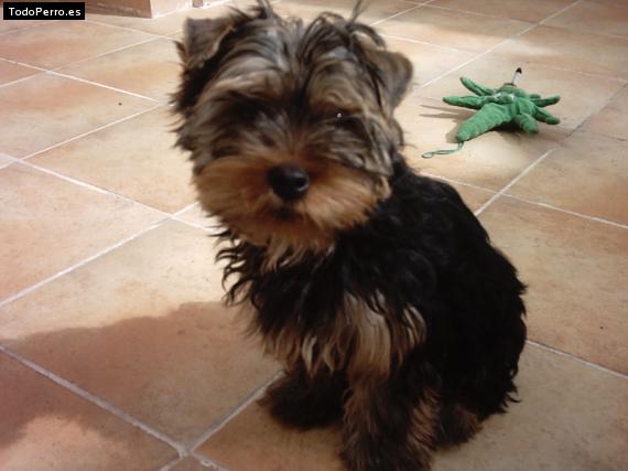 La foto del perro