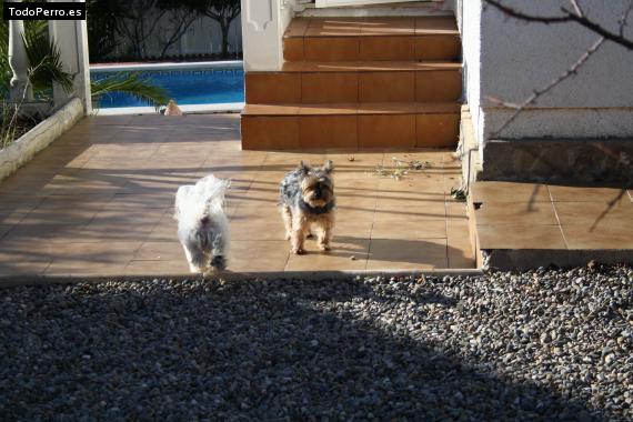 La foto del perro