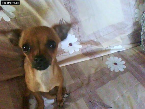 Foto del perro Canela