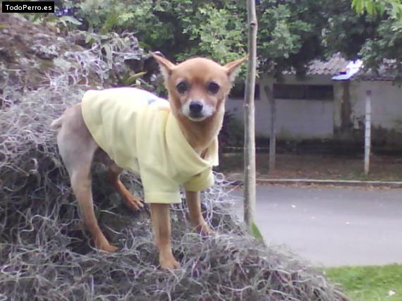 La foto del perro