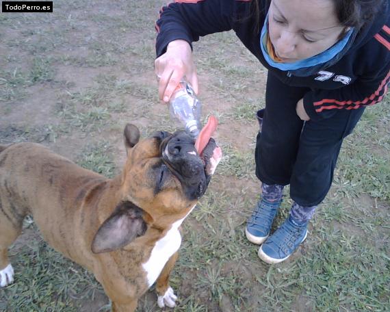 La foto del perro