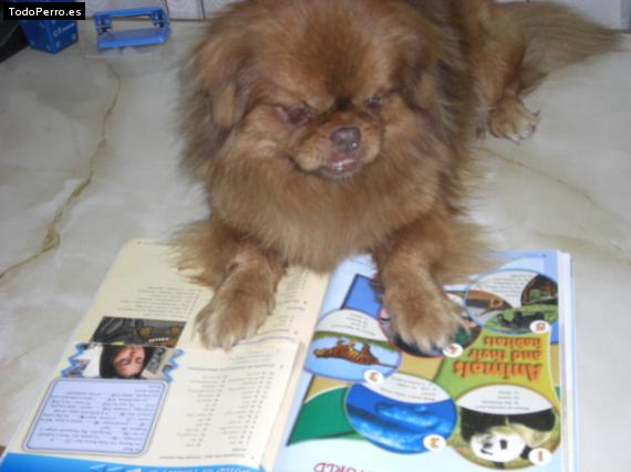 La foto del perro